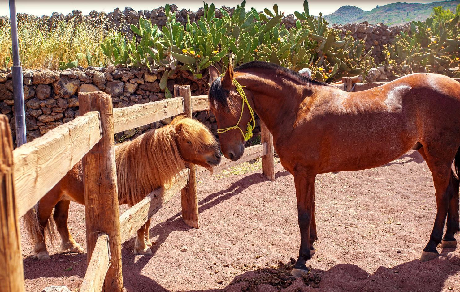 ホテル La Casona Del Patio サンティアゴ・デル・テイデ エクステリア 写真